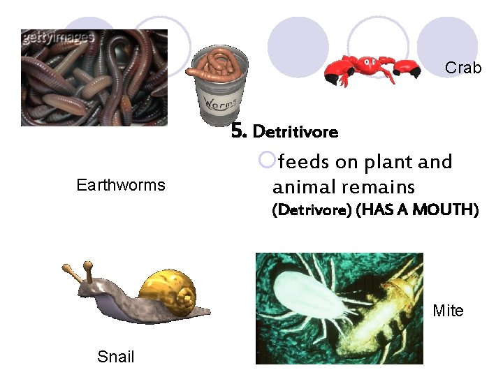 Crab 5. Detritivore Earthworms ¡feeds on plant and animal remains (Detrivore) (HAS A MOUTH)
