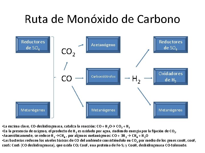 Ruta de Monóxido de Carbono Reductores de SO 4 CO 2 CO Metanógenos Acetanógeno