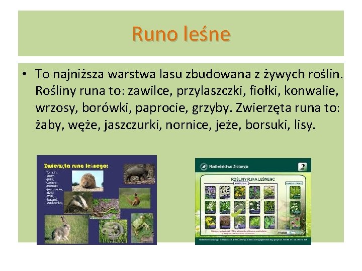 Runo leśne • To najniższa warstwa lasu zbudowana z żywych roślin. Rośliny runa to: