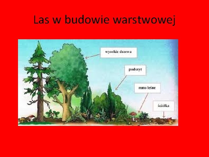 Las w budowie warstwowej 