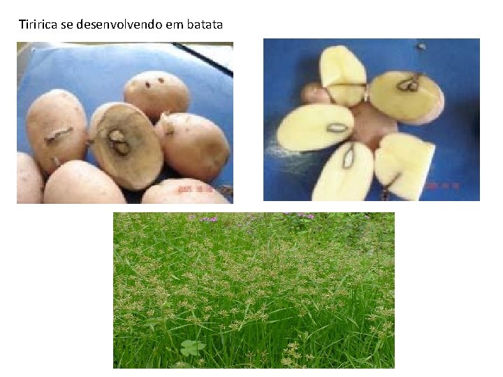 Tiririca se desenvolvendo em batata 