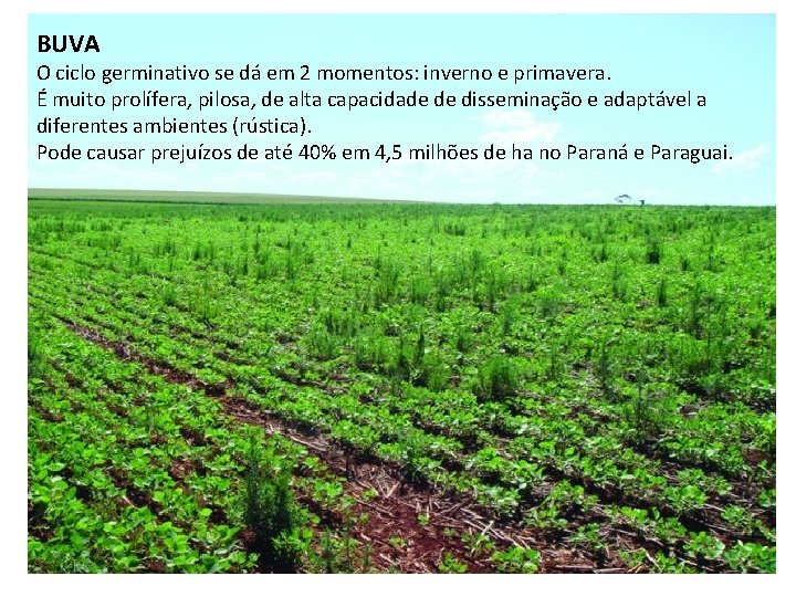 BUVA O ciclo germinativo se dá em 2 momentos: inverno e primavera. É muito