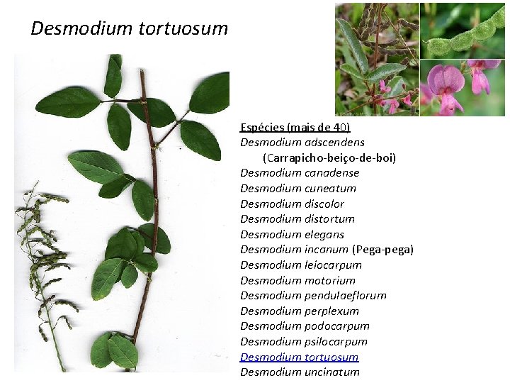 Desmodium tortuosum Espécies (mais de 40) Desmodium adscendens (Carrapicho-beiço-de-boi) Desmodium canadense Desmodium cuneatum Desmodium