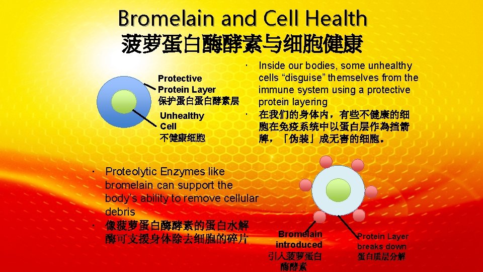 Bromelain and Cell Health 菠萝蛋白酶酵素与细胞健康 Protective Protein Layer 保护蛋白蛋白酵素层 Unhealthy Cell 不健康细胞 Inside our