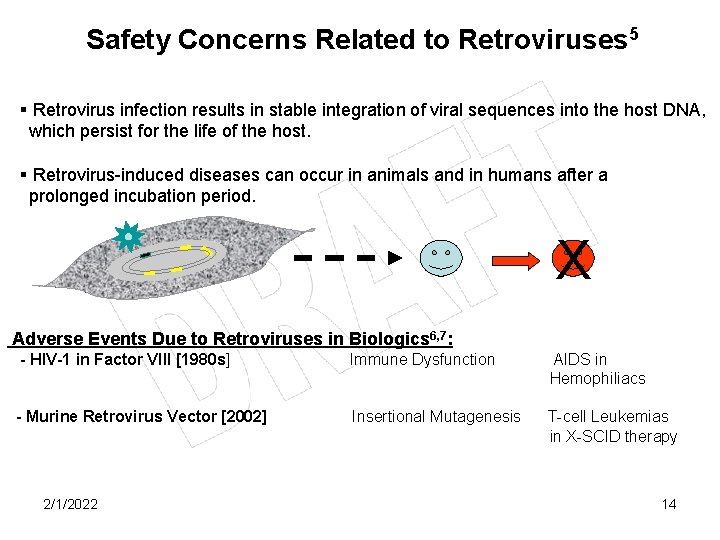 Safety Concerns Related to Retroviruses 5 § Retrovirus infection results in stable integration of