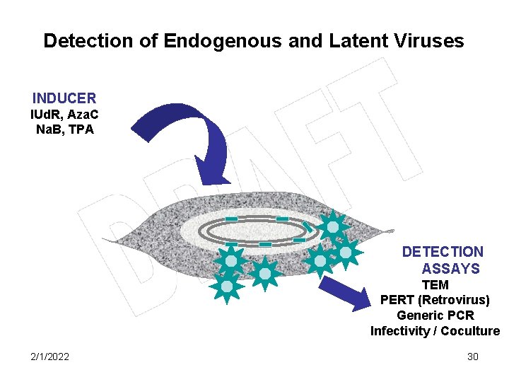 Detection of Endogenous and Latent Viruses INDUCER IUd. R, Aza. C Na. B, TPA