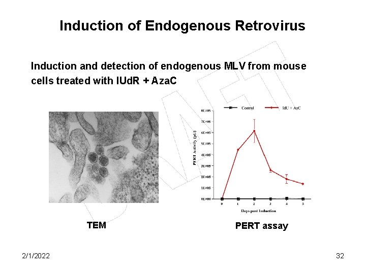 Induction of Endogenous Retrovirus Induction and detection of endogenous MLV from mouse cells treated
