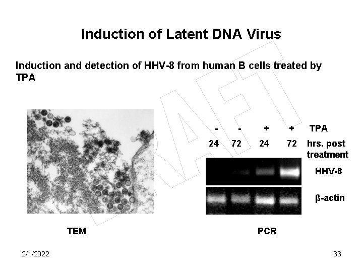 Induction of Latent DNA Virus Induction and detection of HHV-8 from human B cells