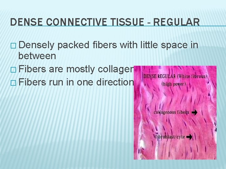 DENSE CONNECTIVE TISSUE - REGULAR � Densely packed fibers with little space in between DENSE CONNECTIVE TISSUE - REGULAR � Densely packed fibers with little space in between