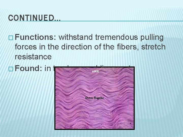 CONTINUED… � Functions: withstand tremendous pulling forces in the direction of the fibers, stretch CONTINUED… � Functions: withstand tremendous pulling forces in the direction of the fibers, stretch