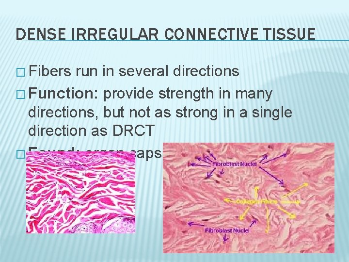 DENSE IRREGULAR CONNECTIVE TISSUE � Fibers run in several directions � Function: provide strength DENSE IRREGULAR CONNECTIVE TISSUE � Fibers run in several directions � Function: provide strength