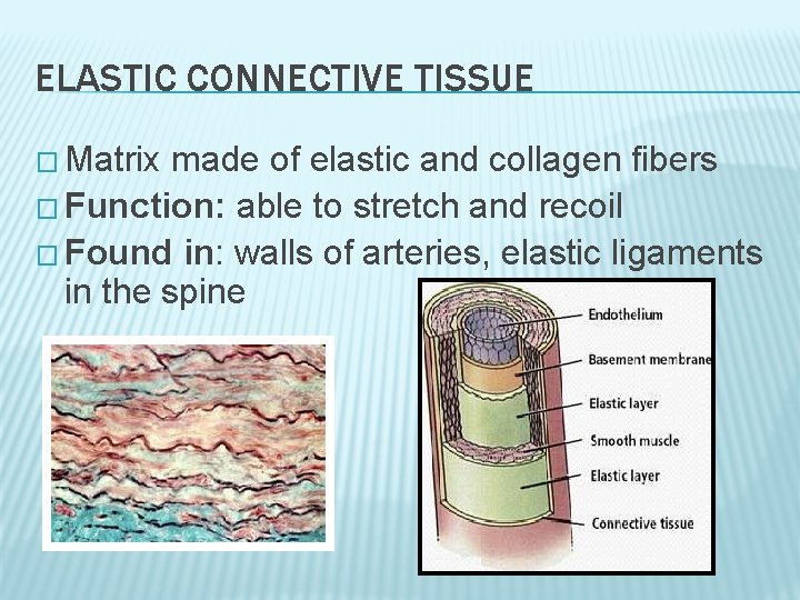 ELASTIC CONNECTIVE TISSUE � Matrix made of elastic and collagen fibers � Function: able ELASTIC CONNECTIVE TISSUE � Matrix made of elastic and collagen fibers � Function: able