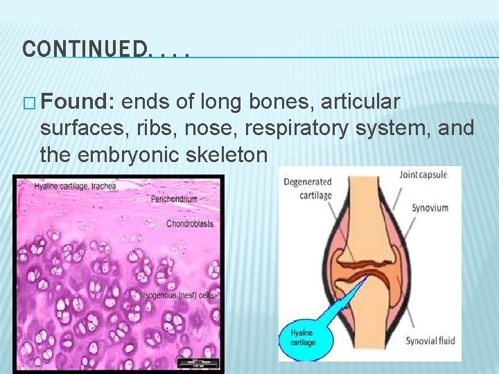 CONTINUED. . � Found: ends of long bones, articular surfaces, ribs, nose, respiratory system, CONTINUED. . � Found: ends of long bones, articular surfaces, ribs, nose, respiratory system,