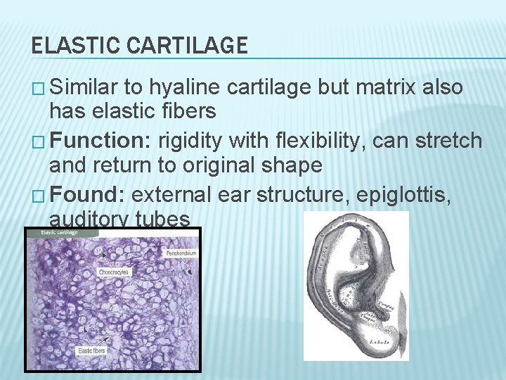 ELASTIC CARTILAGE � Similar to hyaline cartilage but matrix also has elastic fibers � ELASTIC CARTILAGE � Similar to hyaline cartilage but matrix also has elastic fibers �