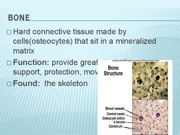 BONE � Hard connective tissue made by cells(osteocytes) that sit in a mineralized matrix BONE � Hard connective tissue made by cells(osteocytes) that sit in a mineralized matrix