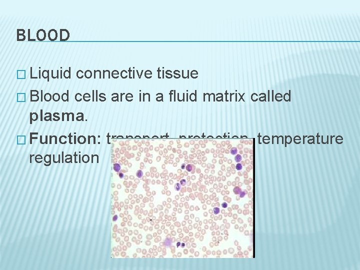 BLOOD � Liquid connective tissue � Blood cells are in a fluid matrix called BLOOD � Liquid connective tissue � Blood cells are in a fluid matrix called