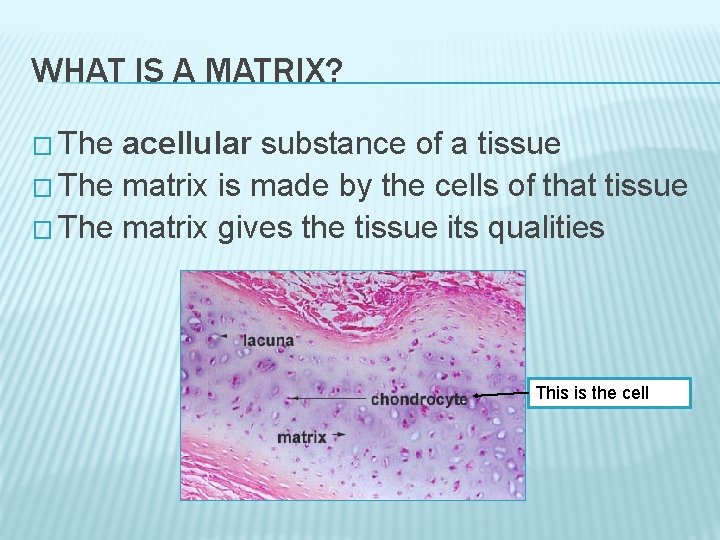 WHAT IS A MATRIX? � The acellular substance of a tissue � The matrix WHAT IS A MATRIX? � The acellular substance of a tissue � The matrix