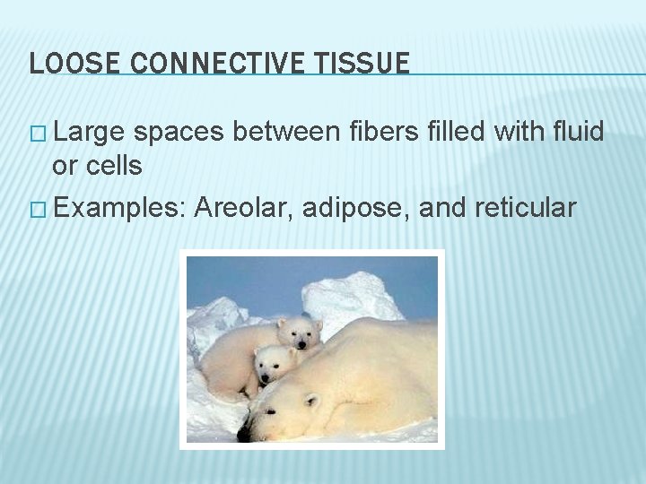 LOOSE CONNECTIVE TISSUE � Large spaces between fibers filled with fluid or cells � LOOSE CONNECTIVE TISSUE � Large spaces between fibers filled with fluid or cells �