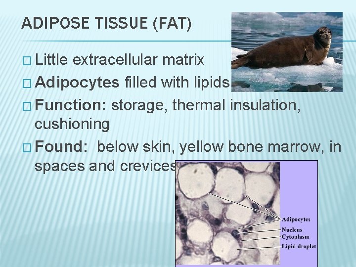 ADIPOSE TISSUE (FAT) � Little extracellular matrix � Adipocytes filled with lipids � Function: ADIPOSE TISSUE (FAT) � Little extracellular matrix � Adipocytes filled with lipids � Function:
