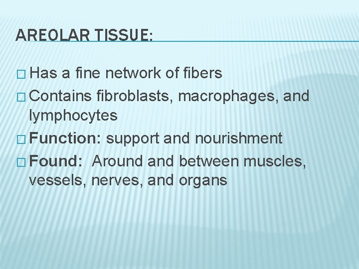 AREOLAR TISSUE: � Has a fine network of fibers � Contains fibroblasts, macrophages, and AREOLAR TISSUE: � Has a fine network of fibers � Contains fibroblasts, macrophages, and