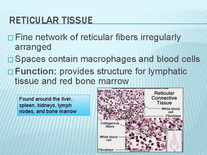RETICULAR TISSUE � Fine network of reticular fibers irregularly arranged � Spaces contain macrophages RETICULAR TISSUE � Fine network of reticular fibers irregularly arranged � Spaces contain macrophages
