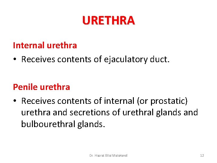 URETHRA Internal urethra • Receives contents of ejaculatory duct. Penile urethra • Receives contents