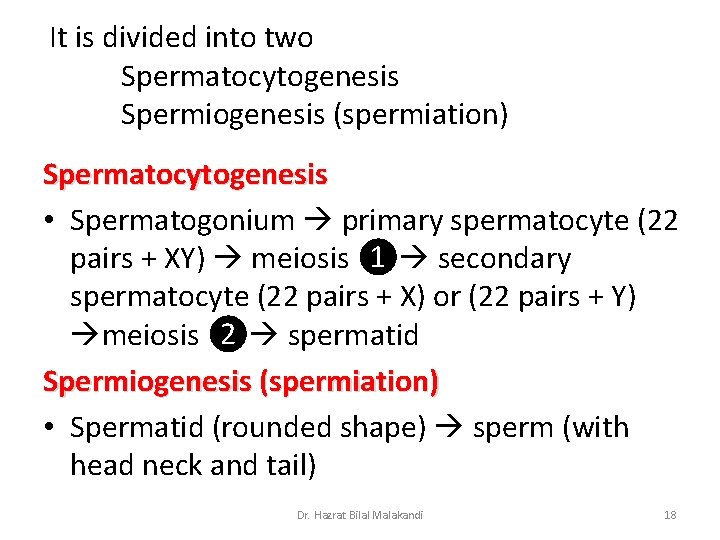 It is divided into two Spermatocytogenesis Spermiogenesis (spermiation) Spermatocytogenesis • Spermatogonium primary spermatocyte (22