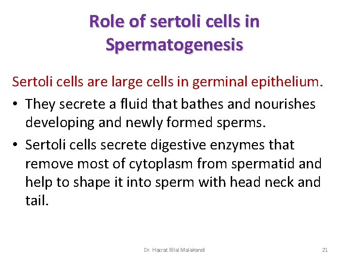 Role of sertoli cells in Spermatogenesis Sertoli cells are large cells in germinal epithelium.