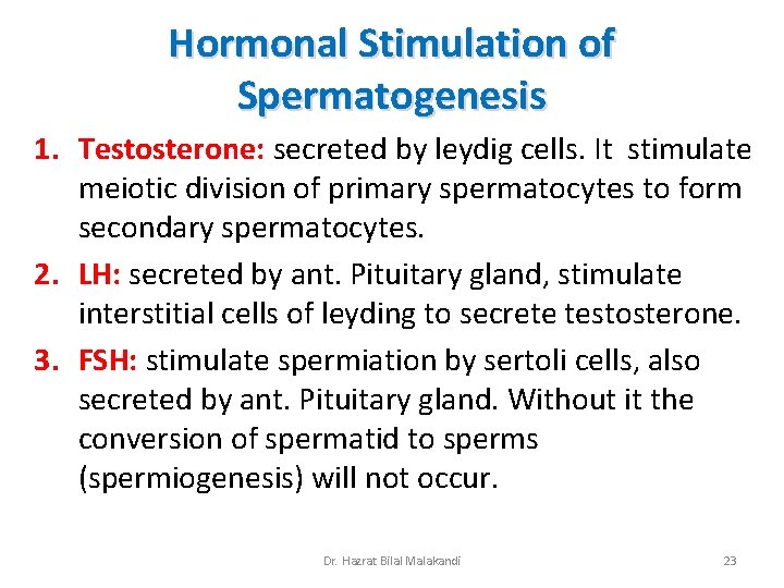 Hormonal Stimulation of Spermatogenesis 1. Testosterone: secreted by leydig cells. It stimulate meiotic division