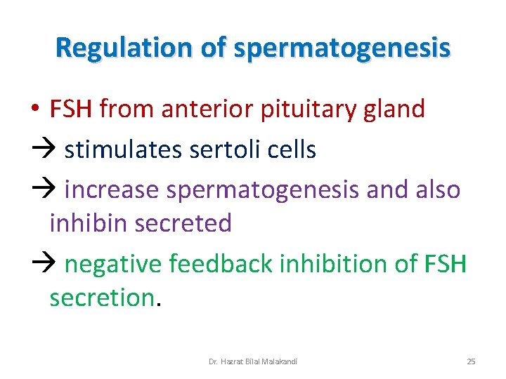 Regulation of spermatogenesis • FSH from anterior pituitary gland stimulates sertoli cells increase spermatogenesis