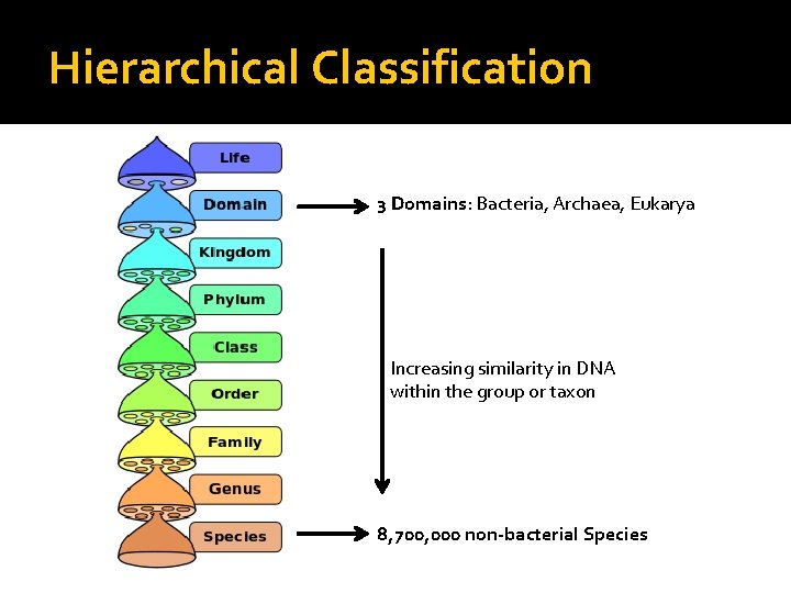 Hierarchical Classification 3 Domains: Bacteria, Archaea, Eukarya Increasing similarity in DNA within the group