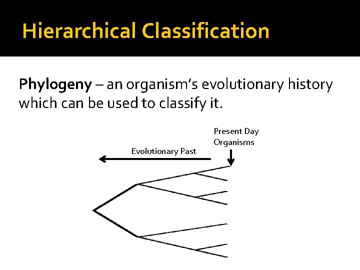 Hierarchical Classification Phylogeny – an organism’s evolutionary history which can be used to classify