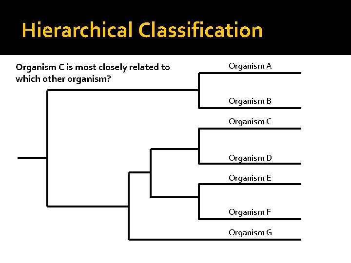 Hierarchical Classification Organism C is most closely related to which other organism? Organism A