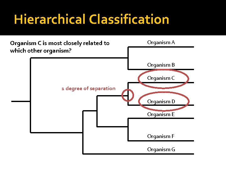 Hierarchical Classification Organism C is most closely related to which other organism? Organism A