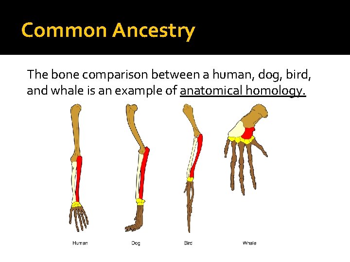 Common Ancestry The bone comparison between a human, dog, bird, and whale is an