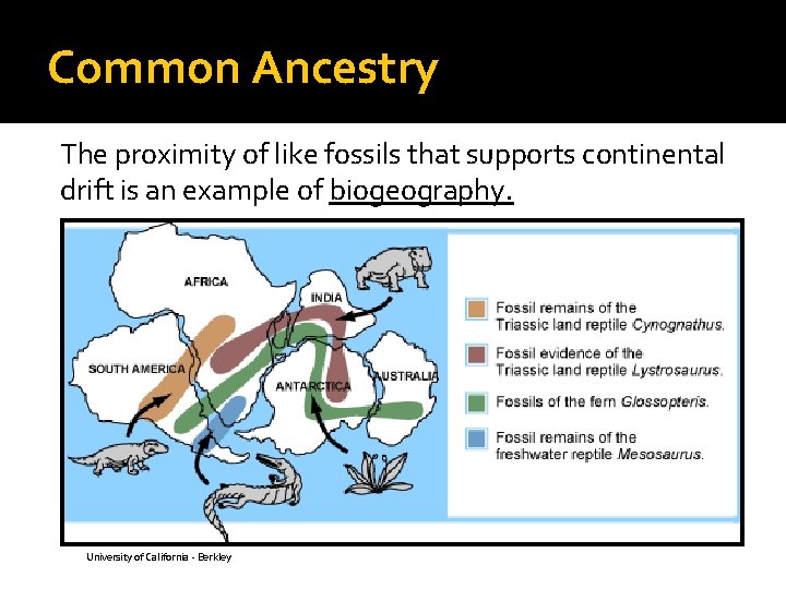 Common Ancestry The proximity of like fossils that supports continental drift is an example