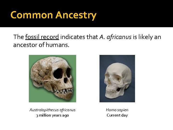 Common Ancestry The fossil record indicates that A. africanus is likely an ancestor of