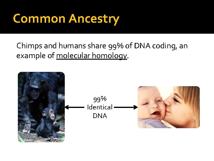 Common Ancestry Chimps and humans share 99% of DNA coding, an example of molecular