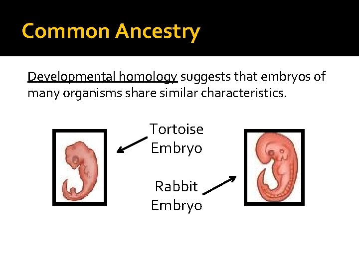 Common Ancestry Developmental homology suggests that embryos of many organisms share similar characteristics. Tortoise