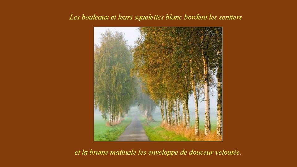 Les bouleaux et leurs squelettes blanc bordent les sentiers et la brume matinale les