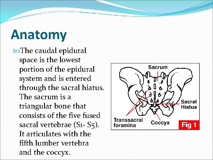 Anatomy The caudal epidural space is the lowest portion of the epidural system and