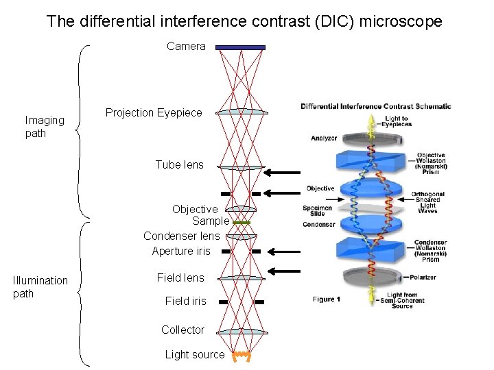 The differential interference contrast (DIC) microscope Camera Imaging path Projection Eyepiece Tube lens Polarizer