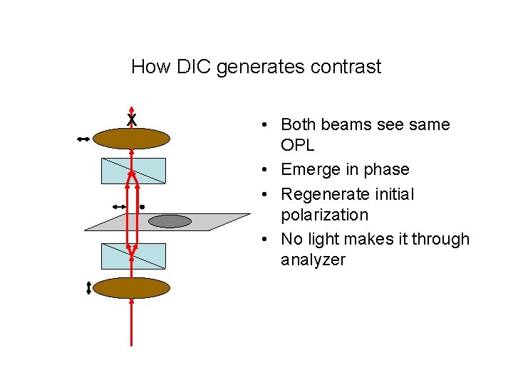 How DIC generates contrast X • Both beams see same OPL • Emerge in