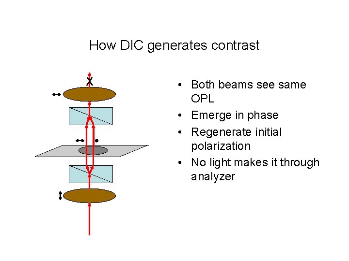 How DIC generates contrast X • Both beams see same OPL • Emerge in