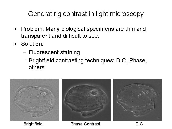 Generating contrast in light microscopy • Problem: Many biological specimens are thin and transparent