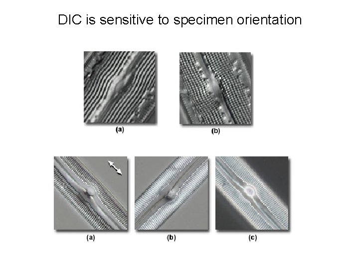 DIC is sensitive to specimen orientation 