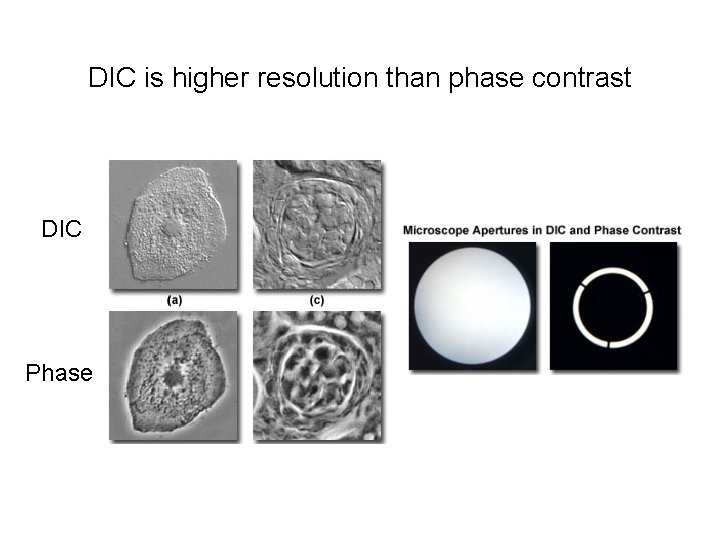 DIC is higher resolution than phase contrast DIC Phase 