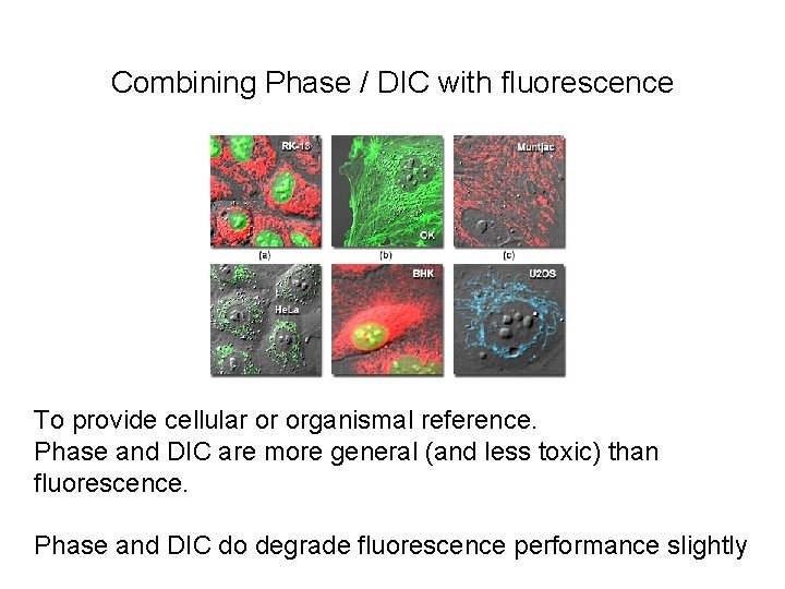 Combining Phase / DIC with fluorescence To provide cellular or organismal reference. Phase and