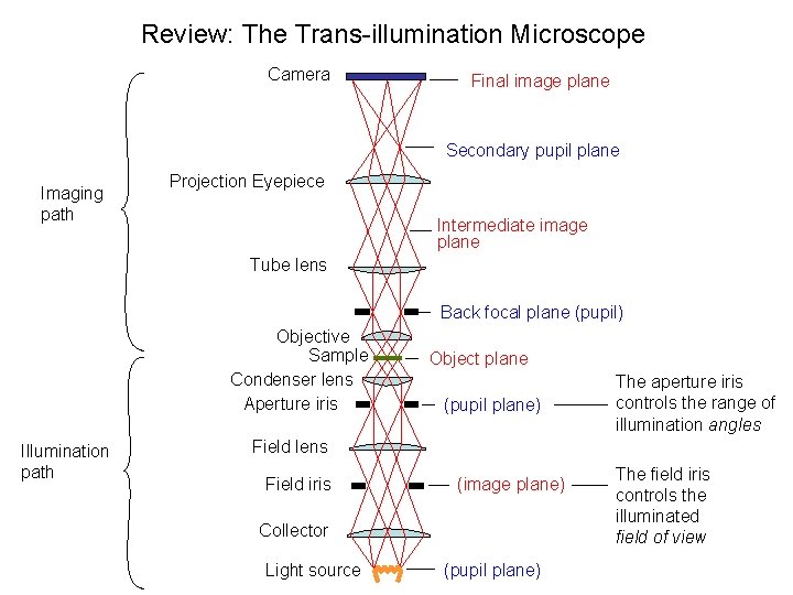 Review: The Trans-illumination Microscope Camera Final image plane Secondary pupil plane Imaging path Projection