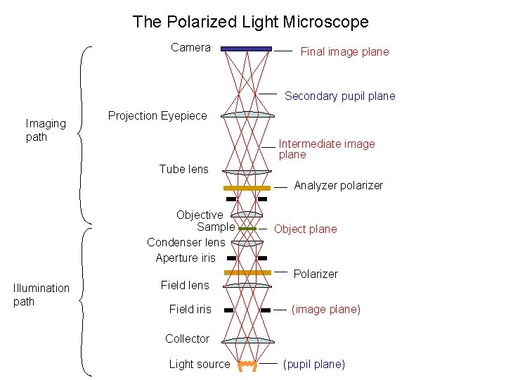 The Polarized Light Microscope Camera Final image plane Secondary pupil plane Imaging path Projection